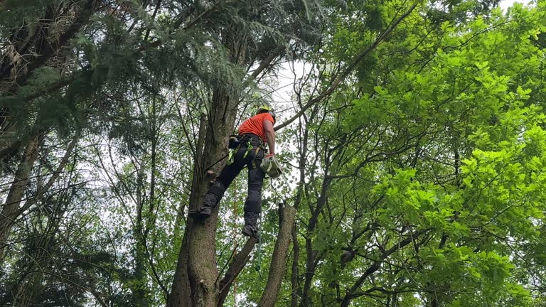 Best Tree Health Inspection  in Long Branch, NJ